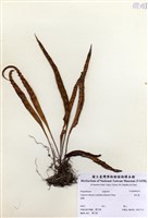 藏品(奧瓦葦)的圖片